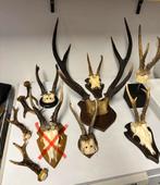 Geweien en hoorns - Brocante Landelijk, Ophalen