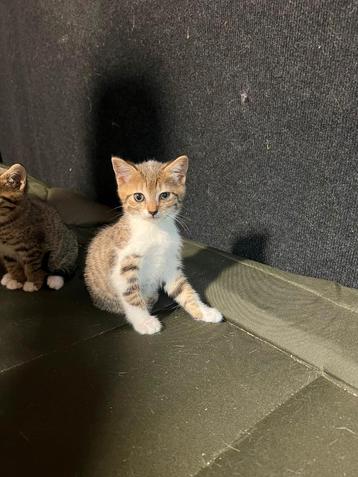 Kruising britse korthaar bengaal kitten beschikbaar voor biedingen