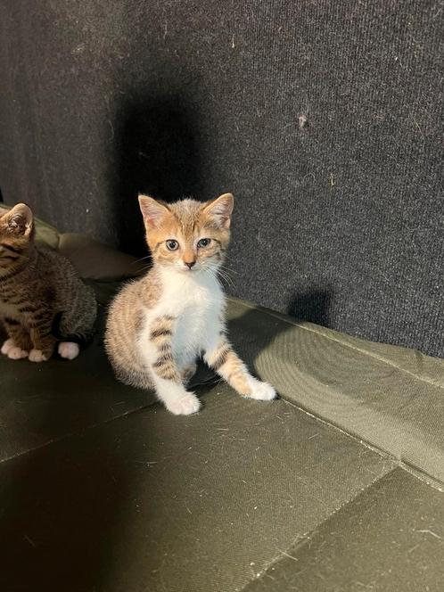 Kruising britse korthaar bengaal kitten, Dieren en Toebehoren, Katten en Kittens | Raskatten | Korthaar, Poes, Ontwormd