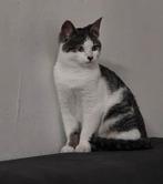 Jonge Katje,zoekt nieuwe huis, Dieren en Toebehoren, Katten en Kittens | Overige Katten, Kater