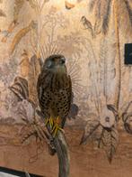 Prachtige Torenvalk met CITES Certificaat, Ophalen