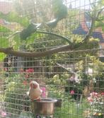 Bijzonder mooie zebravink man, Dieren en Toebehoren, Vogels | Overige Vogels, Mannelijk, Tropenvogel