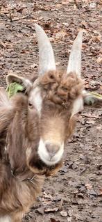 Zeer mooie toggenburger dekbok, Dieren en Toebehoren, Schapen, Geiten en Varkens, Mannelijk, Geit