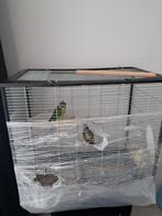 Kooi met 2 parkieten en 3 papegaaien, Dieren en Toebehoren, Vogels | Hokken en Kooien, Ophalen of Verzenden, Zo goed als nieuw