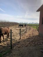 Stal met weidegang, Dieren en Toebehoren, Weidegang