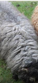 GEVRAAGD ouessant quessant grijs, Dieren en Toebehoren, Schapen, Geiten en Varkens, Vrouwelijk, Schaap
