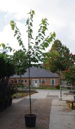 moerbei eetbare vruchten morus nigra wellington, Ophalen