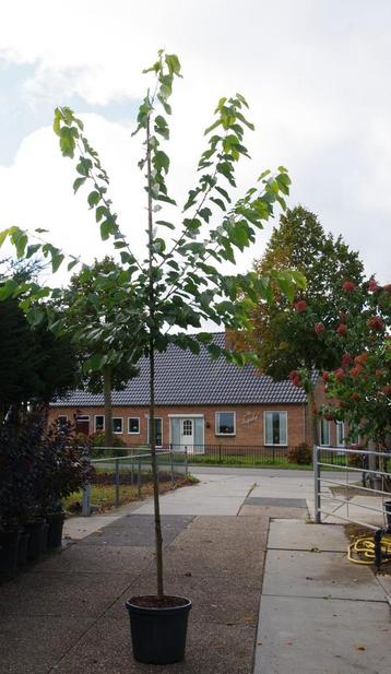 moerbei eetbare vruchten morus nigra wellington  beschikbaar voor biedingen