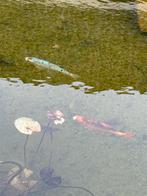 Vijver Onderdelen & Vissen, Ophalen, Gebruikt, Minder dan 80 cm, Overige typen