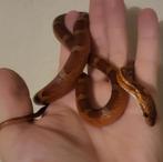 Bloodred korenslang, Slang