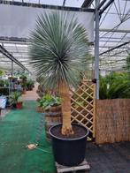 Yucca rostrata Superior XXL 250-275 cm - GRATIS BEZORGING !, Tuin en Terras, Zomer, Vaste plant, Ophalen of Verzenden, Overige soorten