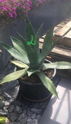 Bio Nederlandse blauw Agave zonplanten in de potten diverse, Ophalen of Verzenden, Minder dan 100 cm, In pot, Cactus