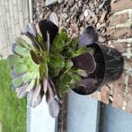Mooie Aeonium arboreum plant, Ophalen of Verzenden, Halfschaduw, Minder dan 100 cm