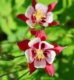 Akelei, Tuin en Terras, Planten | Tuinplanten, Volle zon, Vaste plant, Lente, Ophalen