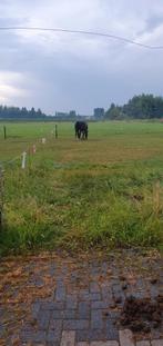 Gezocht..stalling weidegang en rijbak, Dieren en Toebehoren, Weidegang