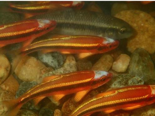 Geelvin elrits! vijver/aquariumvis, baars, winde, goudvissen, Dieren en Toebehoren, Vissen | Vijvervissen, Overige soorten