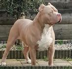 Dek reu american bully  xl Champagme lilac, CDV (hondenziekte), Particulier, 3 tot 5 jaar, Nederland