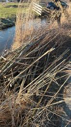 Wilgentakken gratis ophalen in Reeuwijk, Ophalen, Tweejarig, Overige soorten, Volle zon