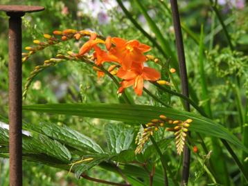 Crocosmia 'Peach Melba 'vaste en winterhard , grote potten . beschikbaar voor biedingen