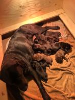 Mooie Labrador retriever puppy’s., Dieren en Toebehoren, Honden | Retrievers, Spaniëls en Waterhonden, 8 tot 15 weken, Labrador retriever