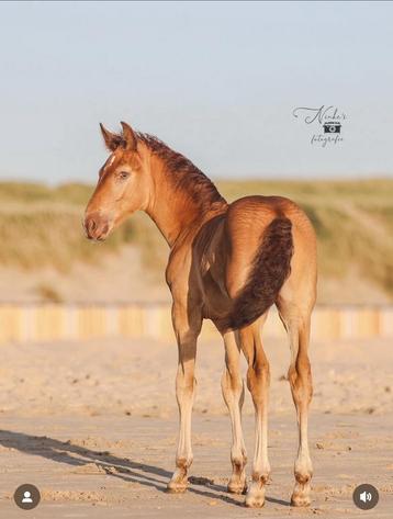 Merrie veulen - Amber Champagne - gangenpaard beschikbaar voor biedingen