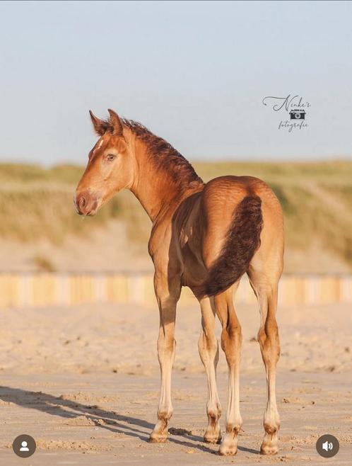 Merrie veulen - Amber Champagne - gangenpaard, Dieren en Toebehoren, Paarden, Merrie, Onbeleerd, 0 tot 2 jaar