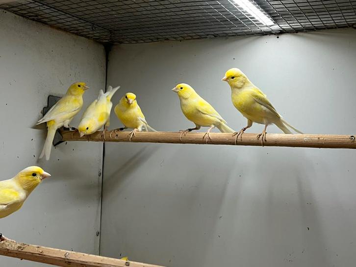 Waterslagers - Mannen en poppen, Dieren en Toebehoren, Vogels | Kanaries, Zangkanarie, Meerdere dieren