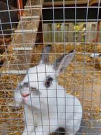 Gezocht gecastreerd mannetjes konijn  voor onze Lieke 5 jaar, Dieren en Toebehoren, Vrouwelijk, Middelgroot, 3 tot 5 jaar