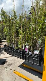 Clematis div soorten overjarige planten partij 25 stuks, Ophalen, Vaste plant, Halfschaduw, Klimplanten