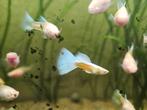 Albino platinum guppies, Vis, Zoetwatervis