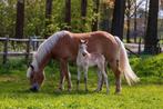 Stal hulp, verzorgpaard pony, Dieren en Toebehoren, Overige Dieren