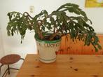 Lidcactus - roze bloem, Huis en Inrichting, Ophalen, Cactus, In pot, Minder dan 100 cm