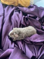 Baby cavia’s nog 1 beertje beschikbaar, Dieren en Toebehoren, Knaagdieren, Cavia, Meerdere dieren, Tam, Oktober