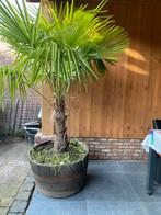 Trachycarpus fortunei Palmbomen, Tuin en Terras, Ophalen, Overige soorten, Volle zon