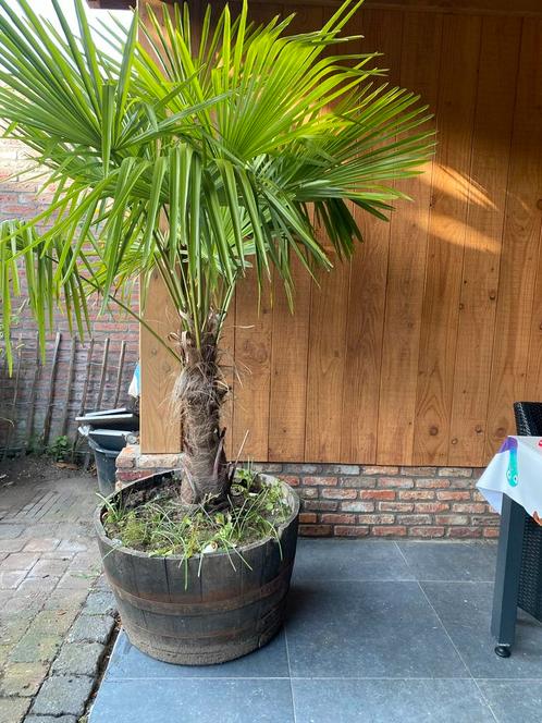 Trachycarpus fortunei Palmbomen, Tuin en Terras, Planten | Tuinplanten, Overige soorten, Volle zon, Ophalen