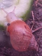 Baby Afrikaanse reuzenslakken, Ook verzenden 8 st voor €10, Dieren en Toebehoren, November, Meerdere dieren