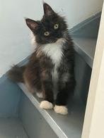 2 prachtige maincoon kittens met stamboom, Poes, Gechipt