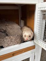 Tamme fretten fret, Maart, Meerdere dieren