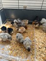 Cochin krul kuikens en gladverig., Dieren en Toebehoren, Pluimvee, Geslacht onbekend, Kip