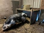 Te koop Bente Bentheimers zeug, Dieren en Toebehoren, Schapen, Geiten en Varkens, Meerdere dieren, Schaap