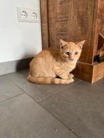 Kittens, Dieren en Toebehoren, Katten en Kittens | Raskatten | Korthaar, Meerdere dieren, 0 tot 2 jaar