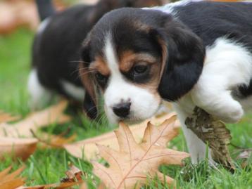 Knappe Beagliers pups. beschikbaar voor biedingen