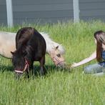 2 pony's mini paardjes met paspoort samen tekoop hengstjes, Dieren en Toebehoren, Pony's, Meerdere dieren, A pony (tot 1.17m)