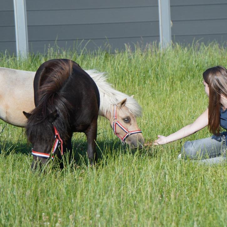 2 pony's mini paardjes met paspoort samen tekoop hengstjes, Dieren en Toebehoren, Pony's, Meerdere dieren, A pony (tot 1.17m)