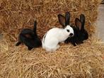 3 groot Lotharinger voedstertjes, Dieren en Toebehoren, Vrouwelijk, Groot, 0 tot 2 jaar