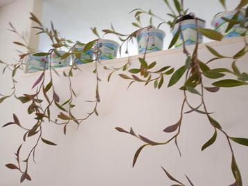 Tradescantia Pallida diverse hangplanten. €6.00 per stuk.  beschikbaar voor biedingen