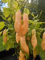 Sugar Rush Peach peperzaden, Tuin en Terras, Bloembollen en Zaden, Verzenden, Volle zon