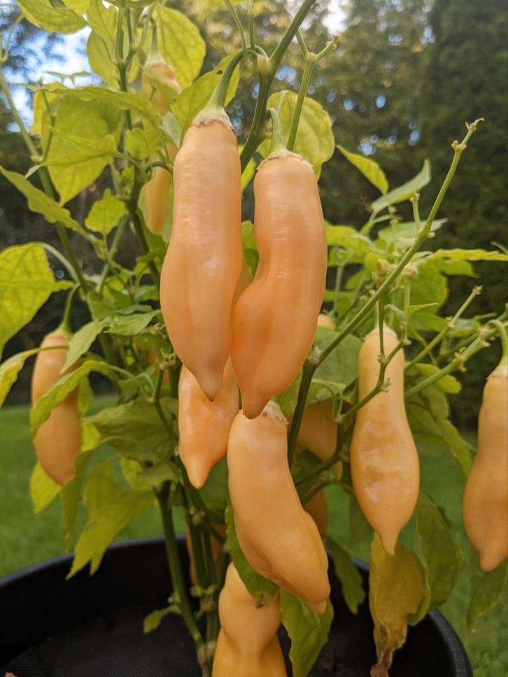 Sugar Rush Peach peperzaden, Tuin en Terras, Bloembollen en Zaden, Volle zon, Verzenden