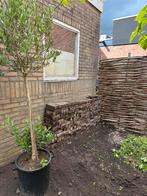 Stenen, Tuin en Terras, Ophalen, Gebruikt, Overige materialen