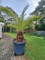 Grote Canarische dadelpalm, Ophalen of Verzenden